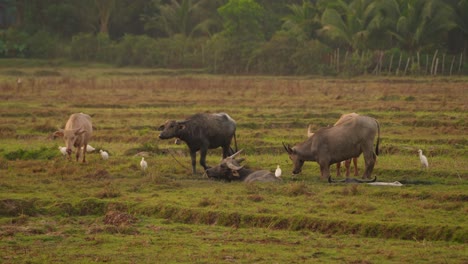 Group-of-Thai-Buffalos-Comming-To-the-Pond-in-Rice-Fields-During-Sunrise,-Calf,-Thailand,-Koh-Yao-Noi-Island,-Asia