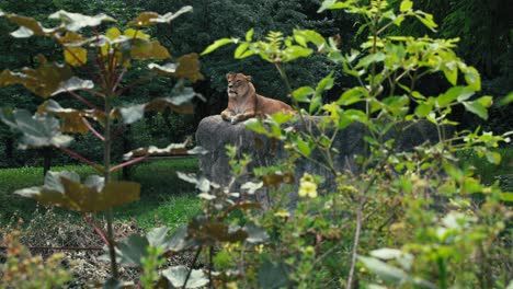 Lioness-resting-on-a-rock-surrounded-by-greenery-at-zoo