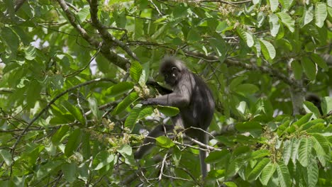 Dusky-leaf-monkey-feeding-and-sitting-on-tree-branch