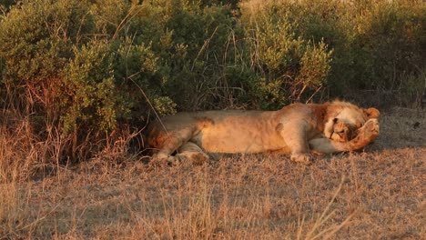 Close-up-shot-of-a-lion-scratching-its-face-and-resting-beside-a-bush-at-sunset