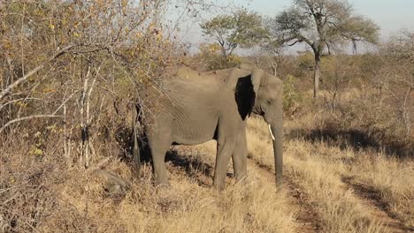 Hand-held-shot-of-a-baby-elephant-sleeping-with-the-mother-elephant-on-guard