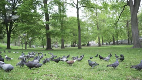 Taubenschwarm-Fliegt-über-Den-Baum,-Graspflanze,-Grüne-Vegetation-Im-Central-Park,-New-York