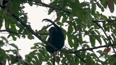 Siamang-Gibbon-sit-on-tree-in-tropical-rainforest