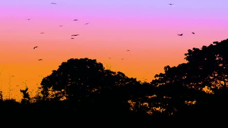 Vögel-Fliegen-Um-Große-Bäume-Mit-Einem-Herrlich-Bemalten-Himmel-Bei-Sonnenuntergang