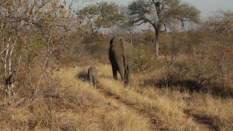 Toma-Estática-De-Un-Elefante-Bebé-Siguiendo-A-Su-Madre-Por-Un-Camino-De-Tierra-En-Un-Safari