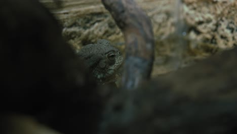 Close-up-of-a-toad-blending-into-its-surroundings-with-a-background-of-rocks-and-natural-habitat