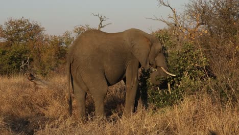 Primer-Plano-De-Un-Elefante-Comiendo-Hojas-Bajo-El-Sol-De-La-Hora-Dorada-En-La-Naturaleza.