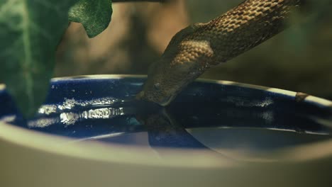 Serpiente-Marrón-Bebiendo-Agua-De-Un-Recipiente-Azul,-Parcialmente-Oculta-Por-Hojas