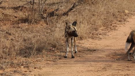 Close-up-shot-of-a-pack-of-African-Wild-Dogs-standing-on-a-dirt-track