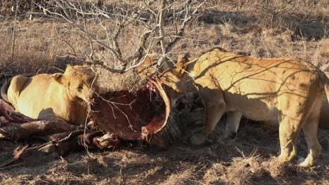 Close-up-shot-of-3-lions-chewing-on-the-remaining-carcass-from-a-prides-kill