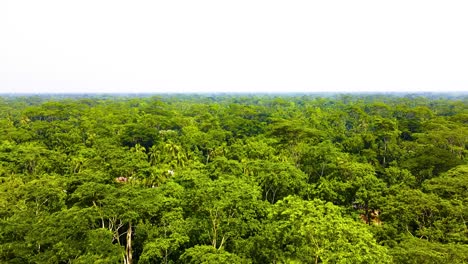 Dichter-Amazonas-Regenwald,-Grüne-Baumkronen-Aus-Der-Luft,-Naturpanorama,-Klare-Skyline