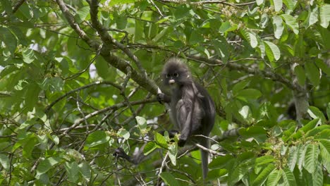 Dusky-leaf-monkey-feeding-and-sitting-on-tree-branch