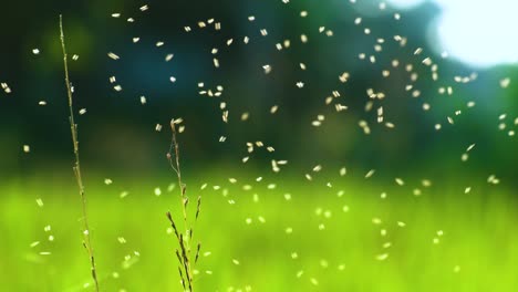 Schwarm-Mücken,-Insekteninvasion,-Grüner-Bokeh-Hintergrund-Im-Freien