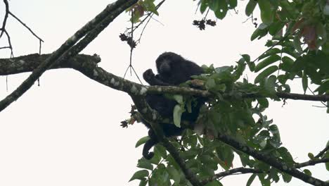 Siamang-Gibbon-mother-and-baby-lie-down-on-tree-branch-to-sleep-in-tropical-rainforest