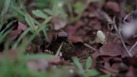 Dung-beetle-repairing-a-ball-of-faeces-in-between-a-close-up-of-dry-leaves-and-grass