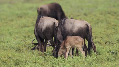 Wildebeest-Calf-in-Herd-in-Serengeti-in-Calving-Season-during-Wildebeest-Great-Migration-in-Tanzania-in-Africa,-Small-Young-Baby-Animals-and-African-Wildlife-in-Wildebeest-Herds-While-Migrating