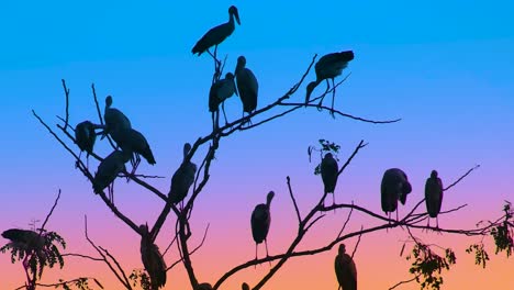 Silhouetted-view-of-painted-storks-resting-on-tress-during-beautiful-evening