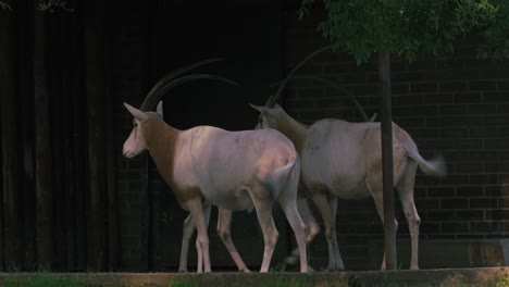 Scimitar-oryx-standing-together-in-enclosure-at-zoo