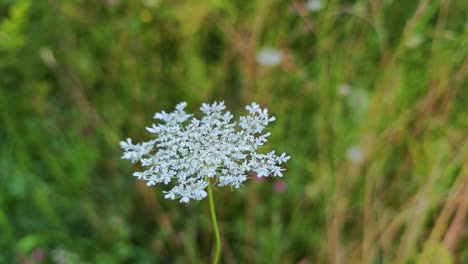 Karottenblüte-Tanzt-Im-Wind