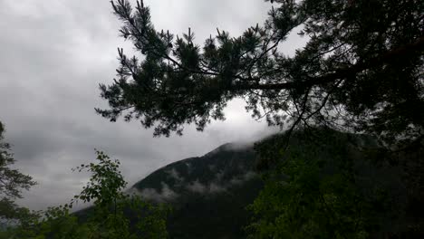 4K-shot-of-pine-branch-with-needles-in-front-of-a-mountain-on-an-overcast-and-misty-spring-day