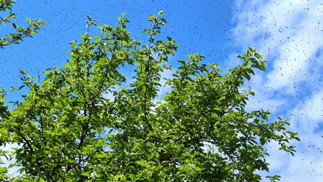 Bienen-Schwärmen-Blühender-Baum-Bestäubung