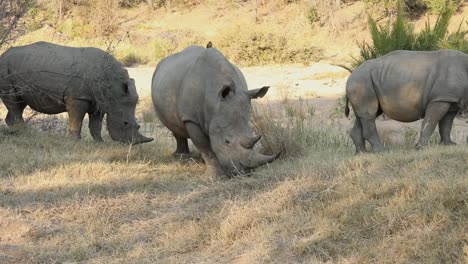 Close-up-shot-of-various-rhinos-walking-and-grazing-through-the-African-plains