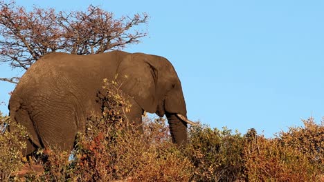 African-Elephant-Bull-in-slow-motion,-walking-on-the-top-of-a-hill-under-a-clear-blue-sky