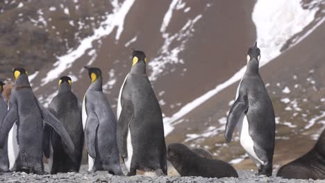 Königspinguine-Und-Robbenjunge-Am-Strand-Der-Insel-Südgeorgien,-Geschütztes-Reservat-Und-Ökosystem,-60 fps