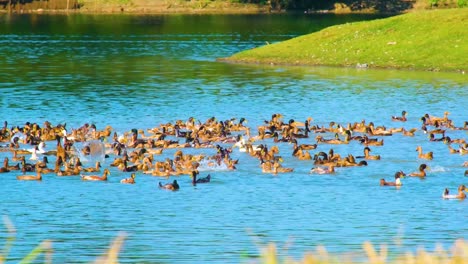 Eine-Große-Gruppe-Einheimischer-Enten-Auf-Einem-Teich-In-Bangladesch,-Asien