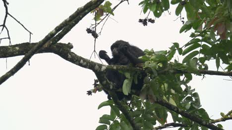 Gibón-Siamang,-Madre-Y-Cría,-Sentados-En-Un-árbol-En-La-Selva-Tropical