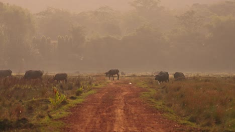 Thai-Buffalos-In-The-Rice-Fields-Crossing-Road-During-Sunrise,-Calf,-Thailand,-Koh-Yao-Noi-Island,-Asia