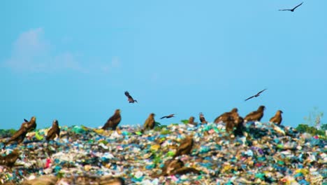 Adler-Oder-Schwarzmilane,-Die-Sich-Von-Nagetieren-Auf-Verschmutzten-Mülldeponien-Ernähren,-Bergen-Das-Risiko-Von-Kontamination,-Infektionen-Und-Krankheiten-Für-Die-Lokale-Bevölkerung,-Bangladesch