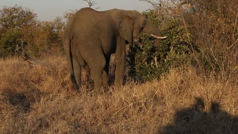 Close-up-shot-of-a-elephant-using-its-trunk-to-break-branches-off-of-a-bush