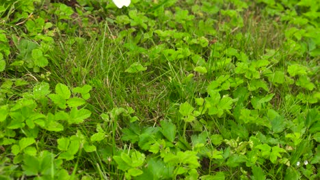 Weißer-Schmetterling-Fliegt-In-Der-Nähe-Von-Grünem-Rasen,-Helle-Lettische-Landschaft