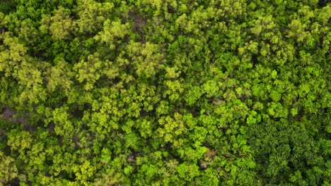 Top-down-view-on-a-tropical-forest,-strong-green-colors,-green-ecology-through-oxygen,-copy-space-and-slow-motion-with-aerial-drone