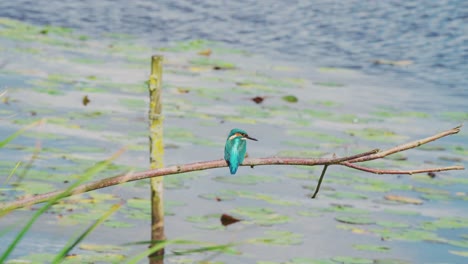 Kingfisher-perched-on-branch-over-idyllic-pond-in-Friesland-Netherlands,-rearview-of-it-hunched-looking-down