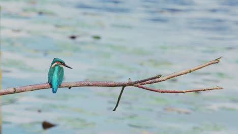 Vogel-Dreht-Den-Kopf-Nach-Rechts,-Eisvogel-Thront-Auf-Einem-Ast-über-Einem-Idyllischen-Teich-In-Friesland,-Niederlande