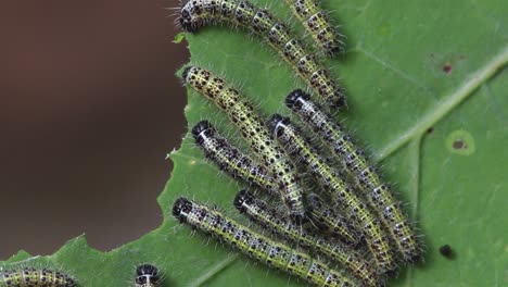 Eine-Gruppe-Von-Großen-Weißen-Schmetterlingsraupen,-Pieris-Brassicae,-Sommer