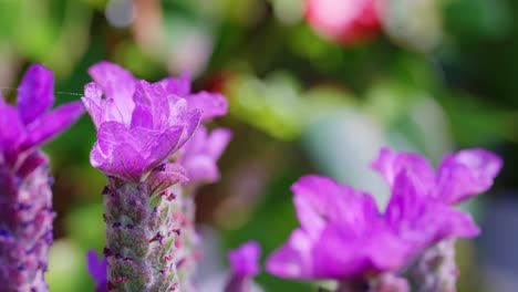 Close-up-of-French-lavender,-Lavandula-stoechas,-growing-in-a-herb-nursery-with-shallow-depth-of-field