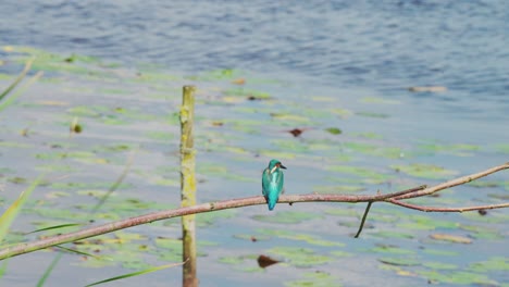 Rückansicht-Mit-Blick-Auf-Einen-Eisvogel,-Der-Auf-Einem-Ast-über-Einem-Idyllischen-Teich-In-Friesland,-Niederlande-Thront