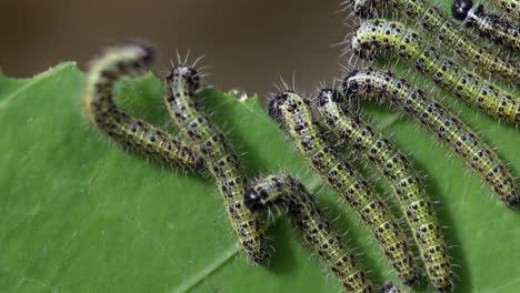 Oruga-De-Mariposa-Blanca-Grande,-Pieris-Brassicae,-Comiendo-Una-Hoja-De-Capuchina