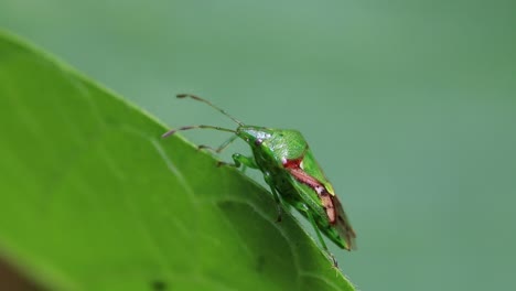 Nahaufnahme-Einer-Schildwanze-Auf-Einem-Blatt