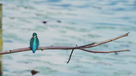 Kingfisher-perched-on-branch-over-idyllic-pond-in-Friesland-Netherlands,-head-tucks-into-neck-and-extends