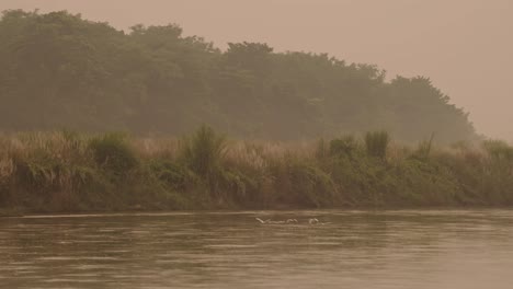 Pájaros-Al-Amanecer-Volando-Sobre-El-Río-Chitwan,-Bandada-De-Garcetas-Bueyeras-Comunes-En-Vuelo-Al-Atardecer-En-El-Parque-Nacional-De-Chitwan,-Aves-Y-Vida-Silvestre-De-Nepal-En-El-Amanecer-Naranja