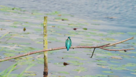 Kingfisher-perched-on-branch-over-idyllic-pond-in-Friesland-Netherlands,-staring-down-at-calm-water