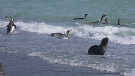 Penguins-and-Antarctic-Fur-Seal-in-Ocean-Waves-Breaking-on-Beach,-Slow-Motion