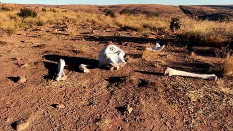 Elephant-graveyard-in-its-natural-habitat,-capturing-the-natural-cycle-of-life-in-the-wilderness