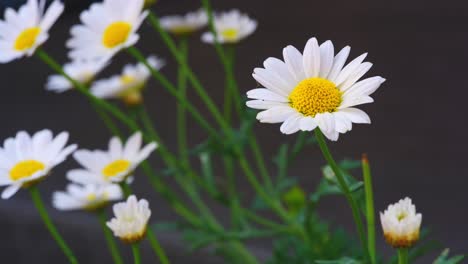 Sommerszene-Mit-Weißen-Gänseblümchen-Blumen-Vor-Einem-Unscharfen-Hintergrund