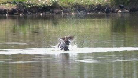 Aquatic-bird-in-pond,-Grebe-washes-feathers,-build-up-to-big-splashes