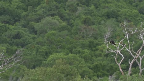 Tucán-Colorido-Posado-En-Un-árbol-Sin-Hojas-En-Un-Bosque-Vibrante